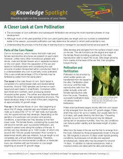 A Closer Look at Corn Pollination - DEKALB