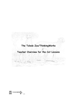 Cats Teacher Overview