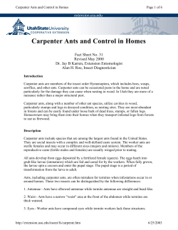 Carpenter Ants and Control in Homes