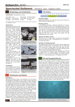 Spectacled Guillemot