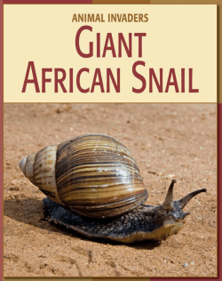 Giant African Snail