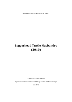 Loggerhead Turtle Husbandry (2010)