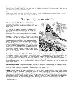 Blue Jay - Florida Fish and Wildlife Conservation Commission
