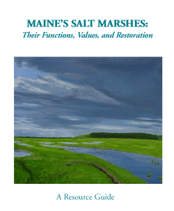 Maine`s Salt Marshes: Their Functions, Values