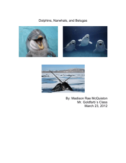 Dolphins, Narwhals, and Belugas By: Madison Rae McQuiston Mr