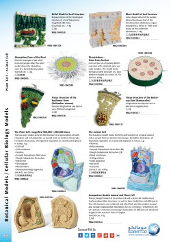 1000523-Animal-Cell