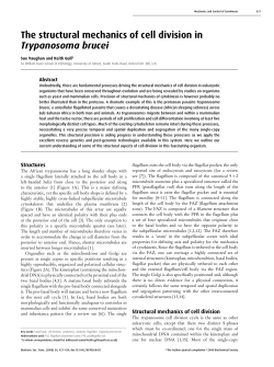 The structural mechanics of cell division in Trypanosoma brucei