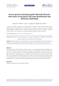 A new species of jumping spider Neonella Gertsch, with