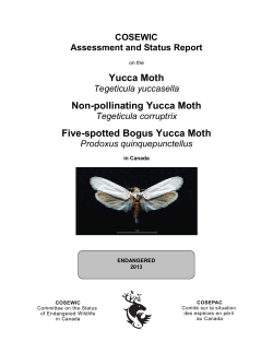 Yucca Moth,Tegeticula yuccasella,Non