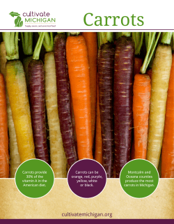 Carrots - Cultivate Michigan