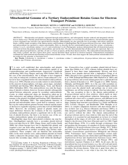 Mitochondrial Genome of a Tertiary Endosymbiont