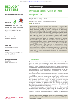 Differential scaling within an insect compound eye