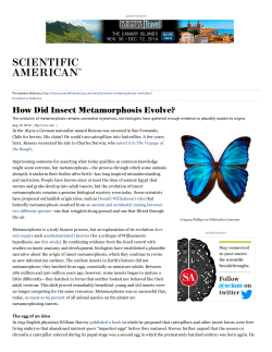 How Did Insect Metamorphosis Evolve?