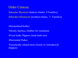 Order Cetacea