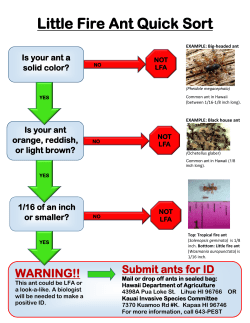 Little Fire Ant Quick Sort - Kauai Invasive Species Committee