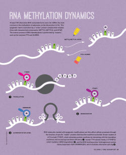 rna methylation dynamics rna methylation dynamics