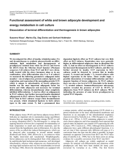 Functional assessment of white and brown adipocyte development