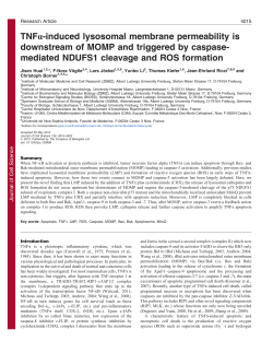 TNFa-induced lysosomal membrane permeability is downstream of