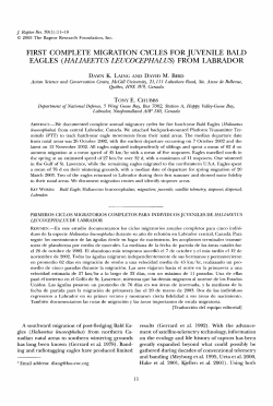 FIRST COMPLETE MIGRATION CYCLES FORJUVENILE BALD