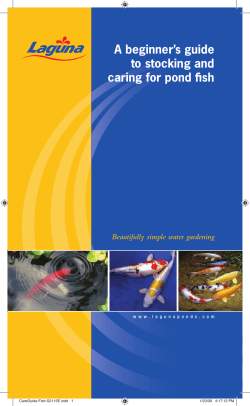 A beginner`s guide to stocking and caring for pond ffsh