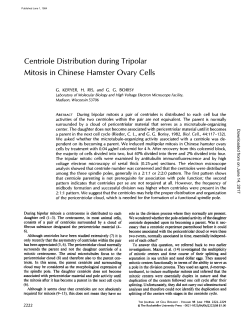 Centriole Distribution during Tripolar Mitosis in Chinese Hamster