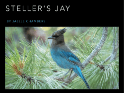 STELLER`S JAY