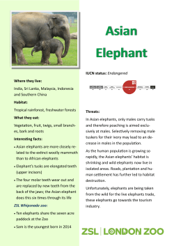 Asian Elephant
