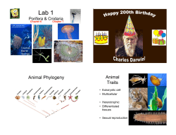 Lab 2 - Porifer and Cnidaria