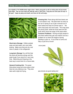 Snap and Snow Peas - Greenmoore Gardens