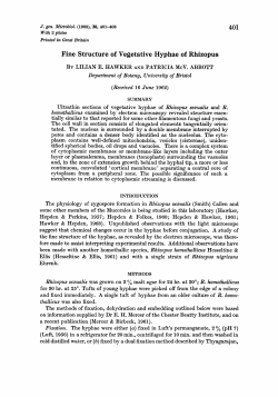 Fine Structure of Vegetative Hyphae of Rhizopus