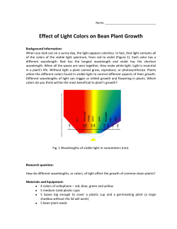 Effect of Light Colors on Bean Plant Growth