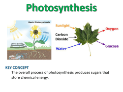 KEY CONCEPT The overall process of photosynthesis produces