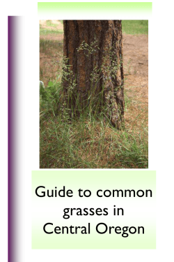 Guide to common grasses in Central Oregon
