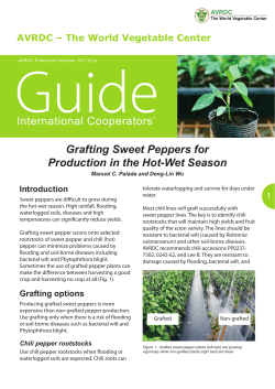 Grafting Sweet Peppers for Production in the Hot