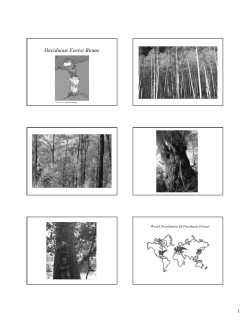 Deciduous Forest Biome