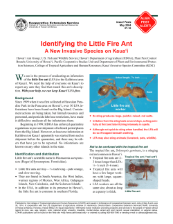 Identifying the Little Fire Ant