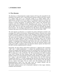 1. INTRODUCTION 1.1 The ribosome
