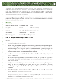 Leaf Structure And Function