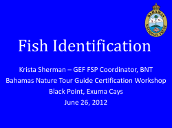 Fish Identification