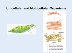 Unicellular And Multicellular Organisms