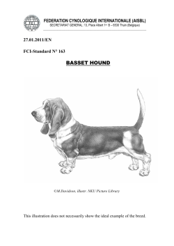 BASSET HOUND