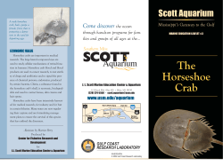 Horseshoe Crab Bro. - Gulf Coast Research Laboratory