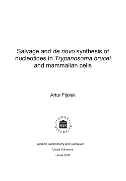 Salvage and de novo synthesis of nucleotides in