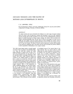 oxygen tension and the rates of mitosis and