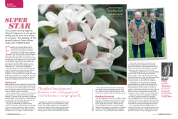 The plant has fragrant flowers over a long period and tolerates a