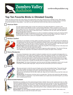 Top Ten Favorite Birds in Olmsted County