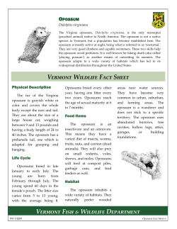 Opossum FactSheet - Vermont Fish and Wildlife