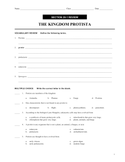 THE KINGDOM PROTISTA