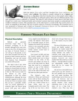 Lynx rufus - Vermont Fish and Wildlife