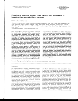 Foraging of a coastal seabird: flight patterns and movements of